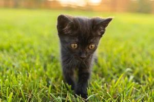 Black curiously kitten outdoors in the grass - pet and domestic cat concept