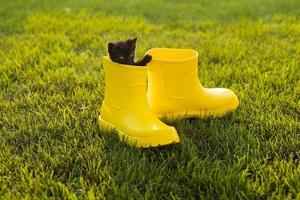 Funny black kitten sitting in yellow boot on grass. Cute image concept for postcards calendars and booklets with pet photo