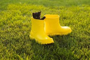 Funny black kitten sitting in yellow boot on grass. Cute image concept for postcards calendars and booklets with pet photo