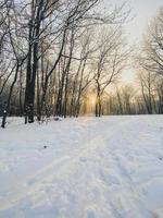 Winter sunset in snow covered park. Season and cold weather concept photo