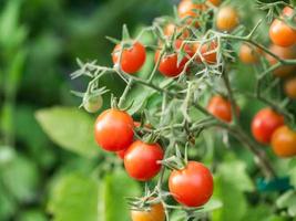 Ripe tomato plant growing. Fresh bunch of red natural tomatoes on a branch in organic vegetable garden. photo