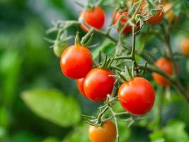 cultivo de plantas de tomate maduras. manojo fresco de tomates rojos naturales en una rama en un huerto orgánico. foto