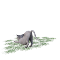 chat avec de l'herbe verte png