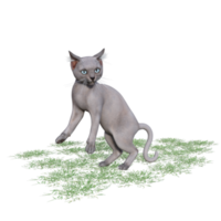 gatto con verde erba png