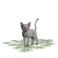 gato com grama verde png