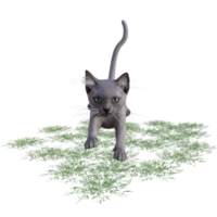 chat avec de l'herbe verte png