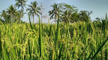 nature grass landscape flower green village ricefield paddy photo