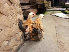 chicks enjoying the sunshine in the morning photo