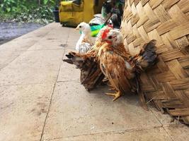 chicks enjoying the sunshine in the morning photo