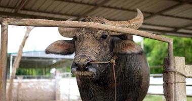 o búfalo tailandês tem belos chifres enlameados no rosto e corpo em pé na baia video