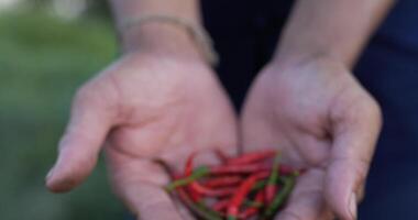 stänga upp skott, hand av arbetstagare man med skördar röd chili i två hand, marcro skott video