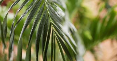 närbild av tropisk grön handflatan löv våt från morgon- dagg och regn. randig exotisk färsk saftig löv i skugga. regnig, avkopplande och semester begrepp. video