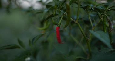 dichtbij omhoog hand- van arbeider Mens oogsten rood chili Bijsnijden in de tuin video