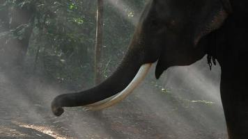 handheld schot, Aziatisch mannetje olifant met mooi ivoor staand in Woud kamp video