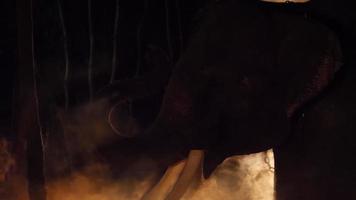 toma de luz de fondo manual, escena nocturna, elefante macho levanta su trompa en una hermosa pose con niebla blanca. video