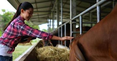 asiatische hübsche landwirtschaftliche Viehzüchterin mit kariertem Hemd und Jeans mit digitalem Stift mit Tablet während der Arbeit auf dem Bauernhof, sie spielt mit einem Rindfleisch-, Rindfleischproduktionsanlagenkonzept video