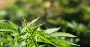 Close up view on a leave of cannabis or Marijuana moving with the wind and sunlight, Shallow depth of field and blurred background. video