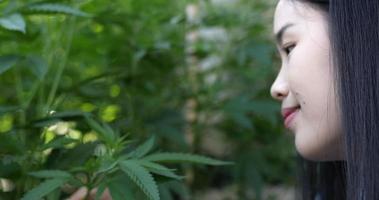 Handheld-Nahaufnahme, junge Frau lächelt, während sie die grünen Blätter von Marihuana- oder Cannabispflanzen in einem Zuchtzelt berührt und stolz betrachtet video