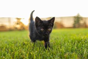 gatito negro curiosamente al aire libre en la hierba - concepto de mascota y gato doméstico. copie el espacio y el lugar para la publicidad foto