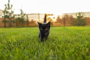 Black curiously kitten outdoors in the grass - pet and domestic cat concept. Copy space and place for advertising