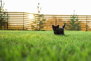 Black curiously kitten outdoors in the grass summer copy space - pet and domestic cat concept. Copy space and place for advertising photo