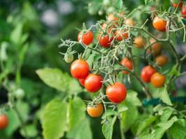 cultivo de plantas de tomate maduras. manojo fresco de tomates rojos naturales en una rama en un huerto orgánico. foto