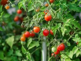 Ripe tomato plant growing. Fresh bunch of red natural tomatoes on a branch in organic vegetable garden. photo