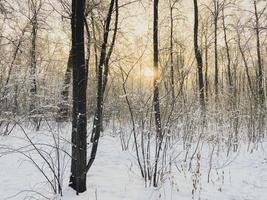 puesta de sol de invierno en el parque cubierto de nieve. concepto de temporada y clima frío foto