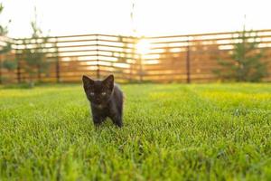 Black curiously kitten outdoors in the grass - pet and domestic cat concept. Copy space and place for advertising