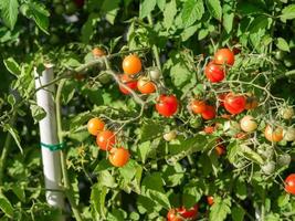 cultivo de plantas de tomate maduras. manojo fresco de tomates rojos naturales en una rama en un huerto orgánico. foto