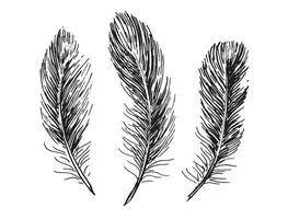 Feathers set on white background. Hand drawn sketch style. vector