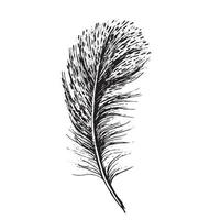 Feathers set on white background. Hand drawn sketch style. vector