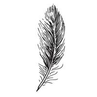 Feathers set on white background. Hand drawn sketch style. vector