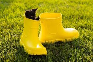 Funny black kitten sitting in yellow boot on grass. Cute image concept for postcards calendars and booklets with pet photo