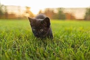 gatito negro curiosamente al aire libre en la hierba - concepto de mascota y gato doméstico. copie el espacio y el lugar para la publicidad foto