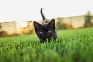 gatito negro curiosamente al aire libre en el espacio de copia de verano de hierba - concepto de mascota y gato doméstico. copie el espacio y el lugar para la publicidad foto