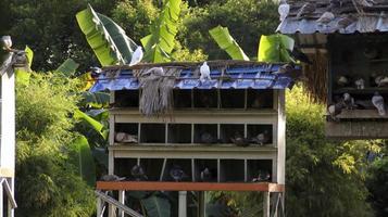 Wooden pigeon dove bird house standing outdoor at the garden. photo