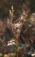 Scene with wild grass on a sun light photo