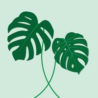 The design is trendy and exotic for the leaf monstera green of nature in the summer botanical jungle for the banner background, decoration, frame, and for illustration. vector