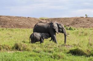 elefantes salvajes en la sabana arbolada de áfrica en un día soleado. foto