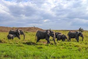 elefantes salvajes en la sabana arbolada de áfrica en un día soleado. foto