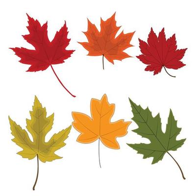 The design card element pattern for the leaf of maple in nature's autumn and Christmas  holiday in winter thanksgiving and celebrate in October of every year.