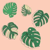 The design is trendy and exotic for the leaf monstera green of nature in the summer botanical jungle for the banner background, decoration, frame, and for illustration. vector