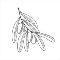 Olive tree branch in sketch style. Vector illustration.