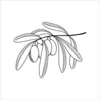 rama de olivo en estilo boceto. ilustración vectorial vector
