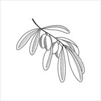 Olive tree branch in sketch style. Vector illustration.