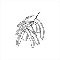 Olive tree branch in sketch style. Vector illustration.