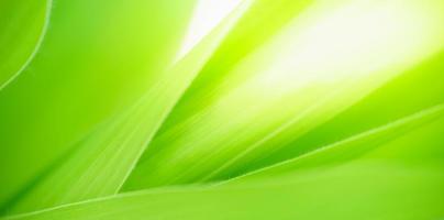 Abstract nature green blurred background nature leaf on greenery background in garden with copy space using as background wallpaper page concept. photo