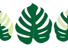 el diseño es moderno y exótico para la hoja verde monstera de la naturaleza en la jungla botánica de verano para el fondo de la pancarta, la decoración, el marco y la ilustración. vector