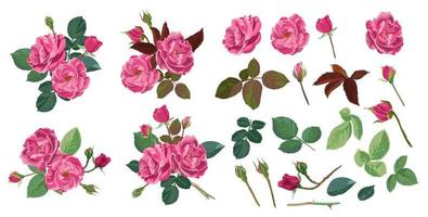 Roses in blossom, flourishing plants with leaves vector